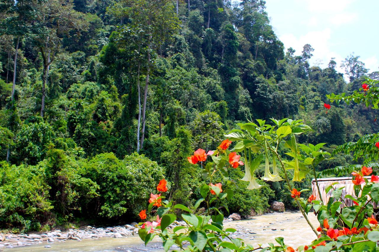 Ecotravel Cottages Bukit Lawang Exterior foto
